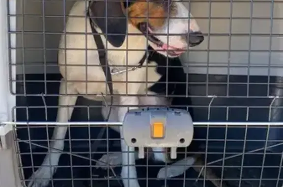 Chien Ariegeois trouvé, cherche propriétaire - photo