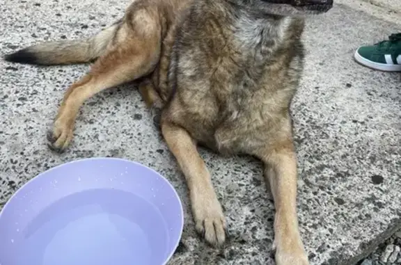 Chienne Berger Allemand trouvée à Vouillé - photo