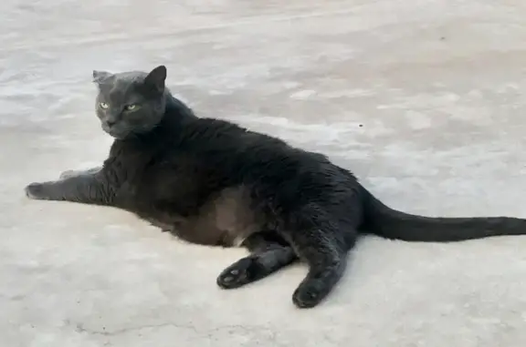 Missing Grey Cat in Claymont - Help Needed!