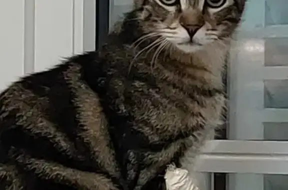 Animaux perdus , photo: Chat peureux perdu Rue de la Touche, 22