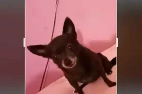 Perro Perdido: Chihuahua Negra, Responde a Bambi