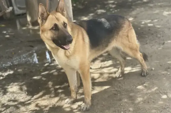 ¡Perro Pastor Alemán Perdido en La Paz!