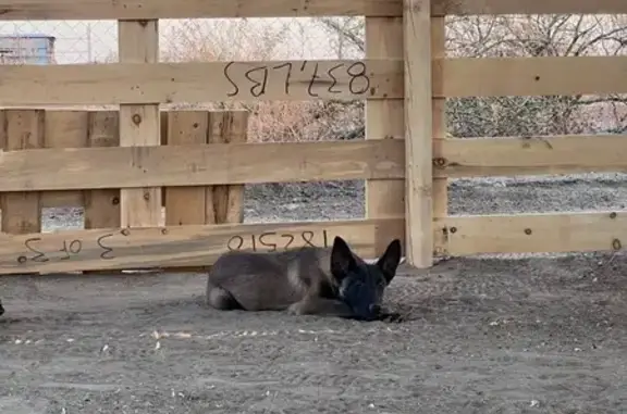 Perro Pastor Belga Perdido: Vela y Booss en La Paz