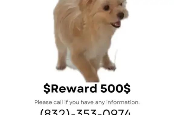 Missing 8lb Dog on Mary Bates Blvd, Houston