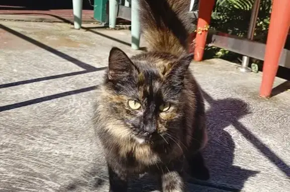 Friendly Cat Found on Willandra Crescent, 77