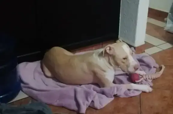 Cachorrita Pitbull Busca Hogar Amoroso en Mexicali