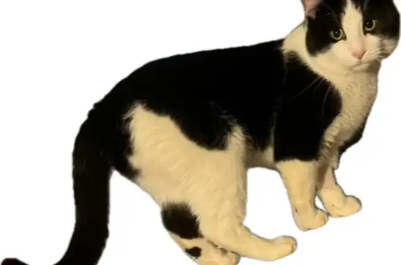 Missing Cat: Doc Holliday, Black & White, 2 Yrs