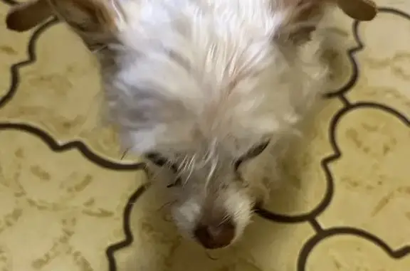 Found: Small White Dog with Tan Spots in El Monte