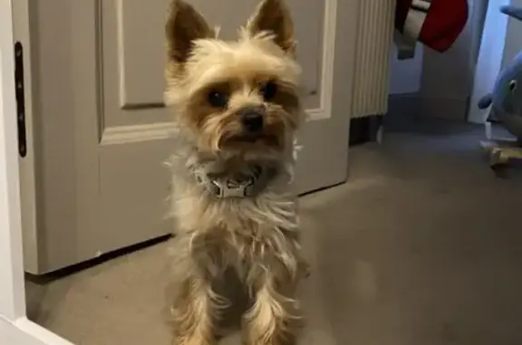 Chien perdu Beaune, photo : Chien perdu : Yorkshire Terrier 11 ans, Beaune