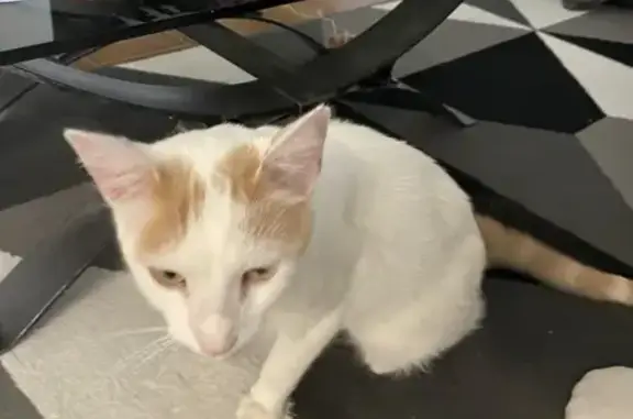 Chat trouvé Pommiers, photo: Chat trouvé à Pommiers, cherche maître