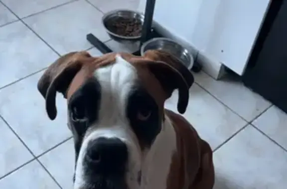 Chien perdu Saint-Hilaire-la-Palud, photo : Boxer 6 mois perdu à Oslo, peur des feux