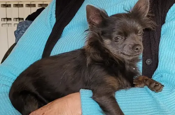 Animaux perdus , photo: Chihuahua noir craintif perdu à Paussac