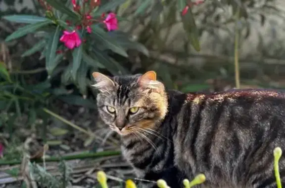 Chat perdu, Tournefeuille, photo: Chat gris tigré perdu à Tournefeuille