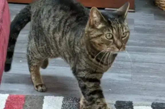 Animaux perdus Berck, photo: Chatte tigrée marron perdue, Berck