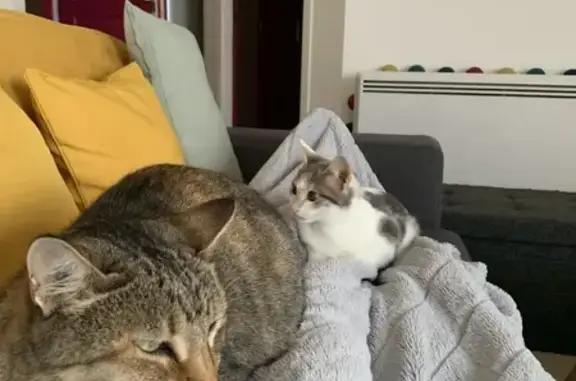 Chat perdu, , photo: Chat tigrée Luna perdue à Marlieux