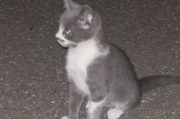 Chaton gris et blanc trouvé à Ottrott - photo
