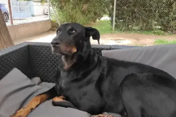 Chien perdu Gardanne, photo : Beauceron noir et marron perdu à Gardanne