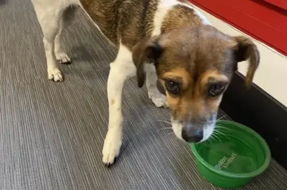 Petite Jack Russell trouvée à Campeaux - photo