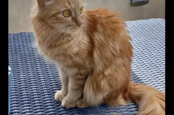 Animaux perdus Grenoble, photo: Chat perdu, Rue Pierre Semard, Grenoble