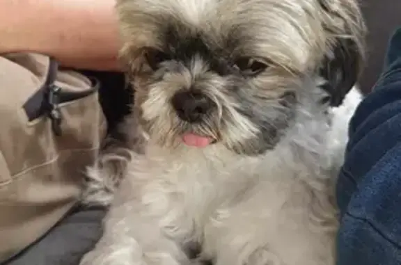 Chien perdu Questembert, photo : Shih Tzu perdu, 6 ans, peureux - Questembert