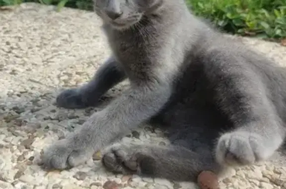 Chaton gris trouvé à Limoges, 4 mois - photo