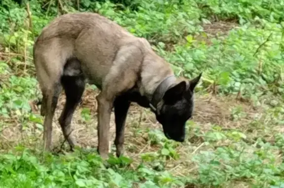 Chien malinois perdu près du stade de Méru - photo