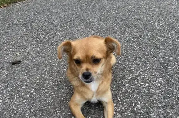 Chienne marron type pinscher trouvée à Morestel - photo