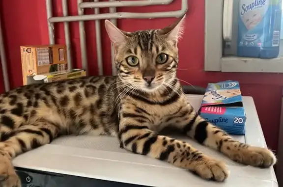Animaux perdus Sallaumines, photo: Chatte Utaka perdue à Sallaumines