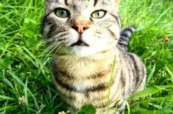 Animaux perdus Les Rousses, photo: Chat tigré mâle castré perdu aux Rousses