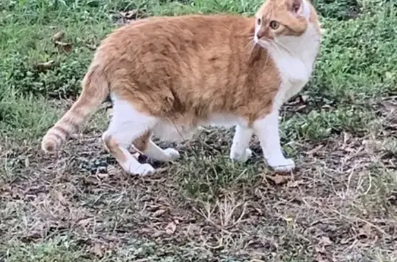 Chat européen mâle roux et blanc perdu à Bidart - photo