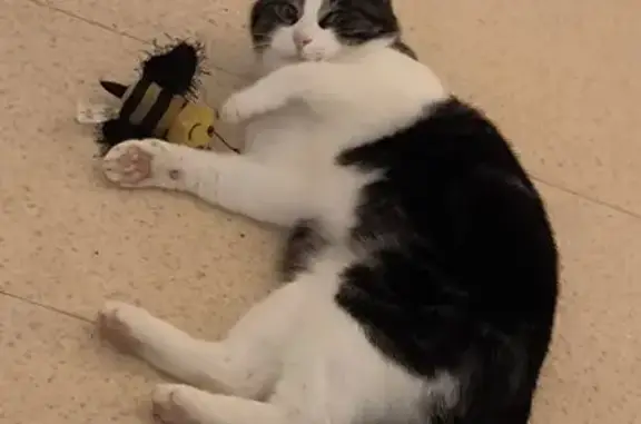 Animaux perdus Yvetot, photo: Chatte tigrée noir et blanc disparue à Yvetot