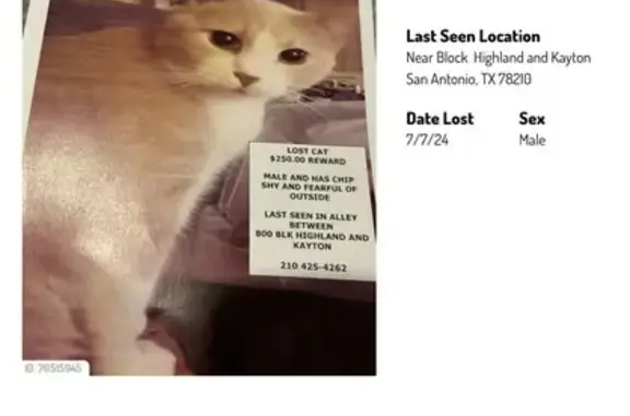 Missing Male Cat: Microchipped, Kayton Ave, SA