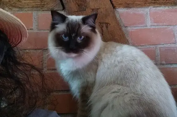 Chat perdu, Stotzheim, photo: Chat craintif perdu à Stotzheim