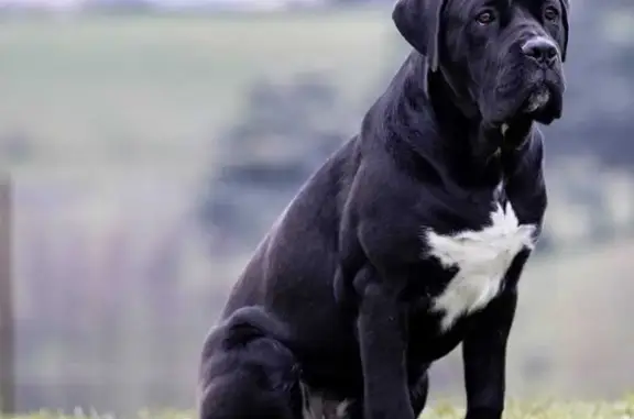 Chien perdu Limonest, photo : Chien Cane Corso noir perdu à Limonest