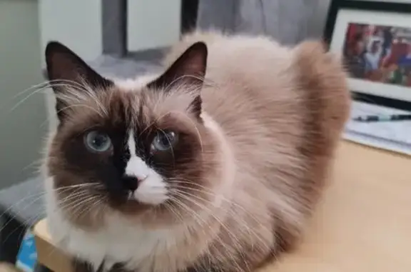 Missing Ragdoll Cat: Elgin St, Brisbane