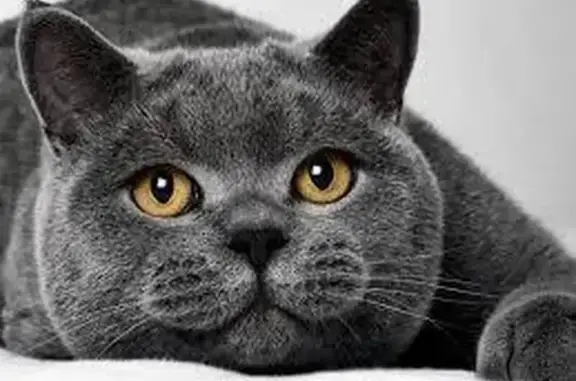 Gato Perdido Encontrado en Mexicali, BC
