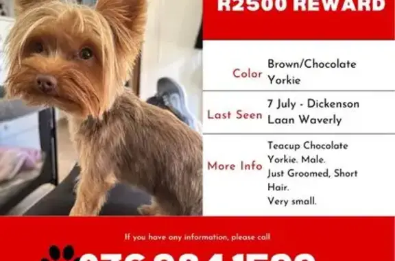 Lost Tiny Yorkie: Brown Nose, Pretoria