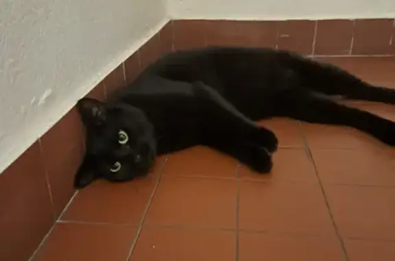Jeune chatte noire trouvée à Nice - photo