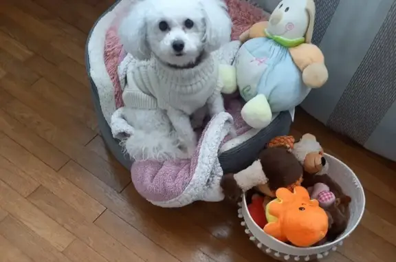 Chien perdu Orval, photo : Chien disparu: bichon frisé 