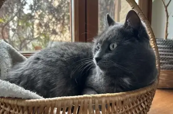 Chat perdu, Brugheas, photo: Chat perdu avec tache blanche à Brugheas