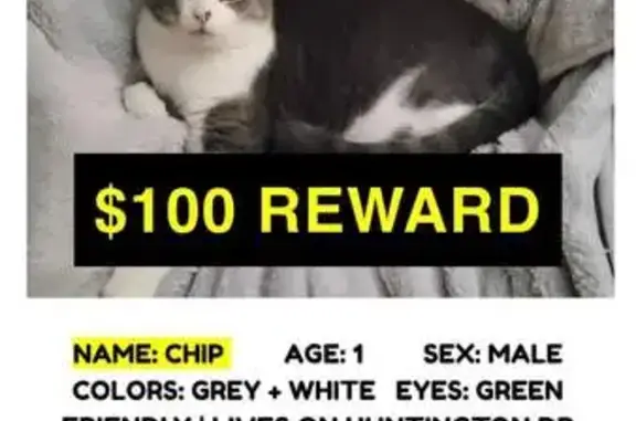 Missing Grey & White Cat - Owosso, July 9th