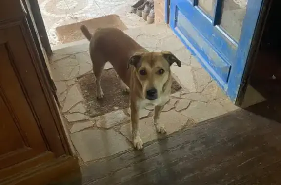 Chien perdu , photo : Chien perdu avec collier bleu à Saint-Clet