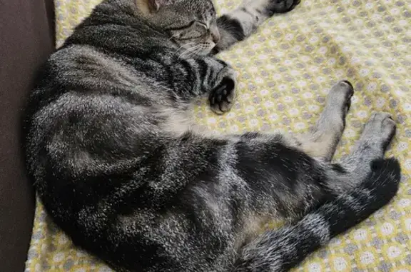 Chatte trouvée Rue de l'Herse, Niort - photo