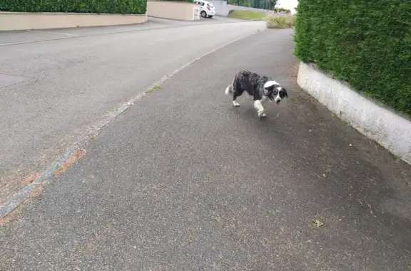 Chien trouvé rue Jean Giono à Vindry-sur-Turdine - photo