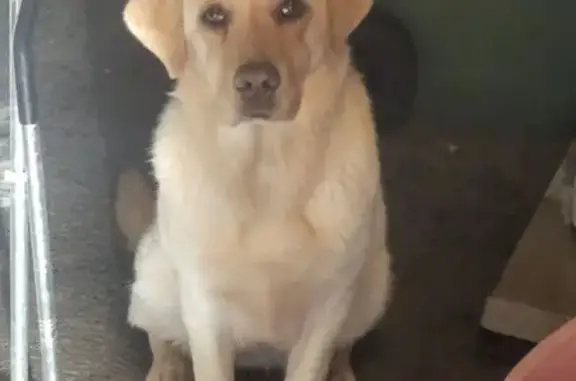 Lost Cream Labrador Duo Duo in Knox Area