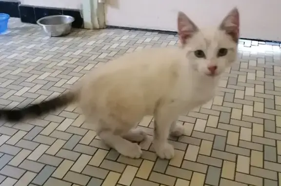 Chat trouvé Gaillac, photo: Chaton siamois trouvé Chemin des Taillades
