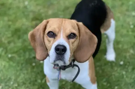Chien perdu Marcq-en-Barœul, photo : Beagle mâle perdu à Marcq-en-Barœul