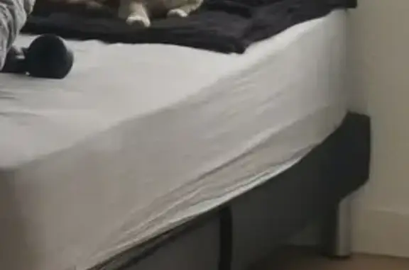 Chat mâle castré trouvé, sans puce ni tatouage - photo