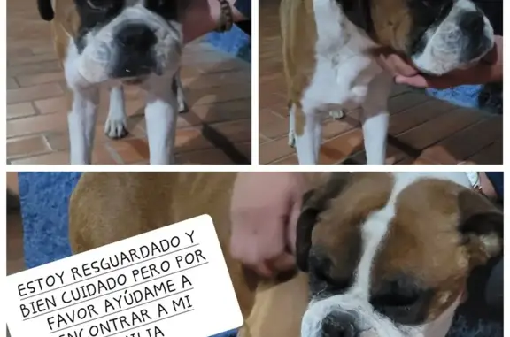 Boxer Perdido en Xilotzingo, Puebla - ¡Ayuda!