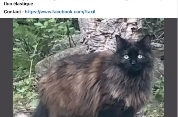 Chat perdu, Oletta, photo: Chatte noire disparue à Oletta, 12 juillet